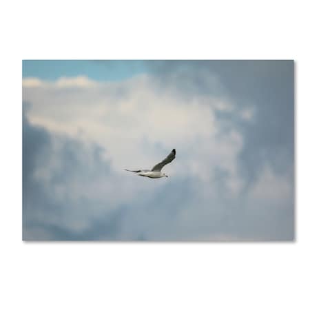 Jai Johnson 'Gull Over Paris Landing' Canvas Art,16x24